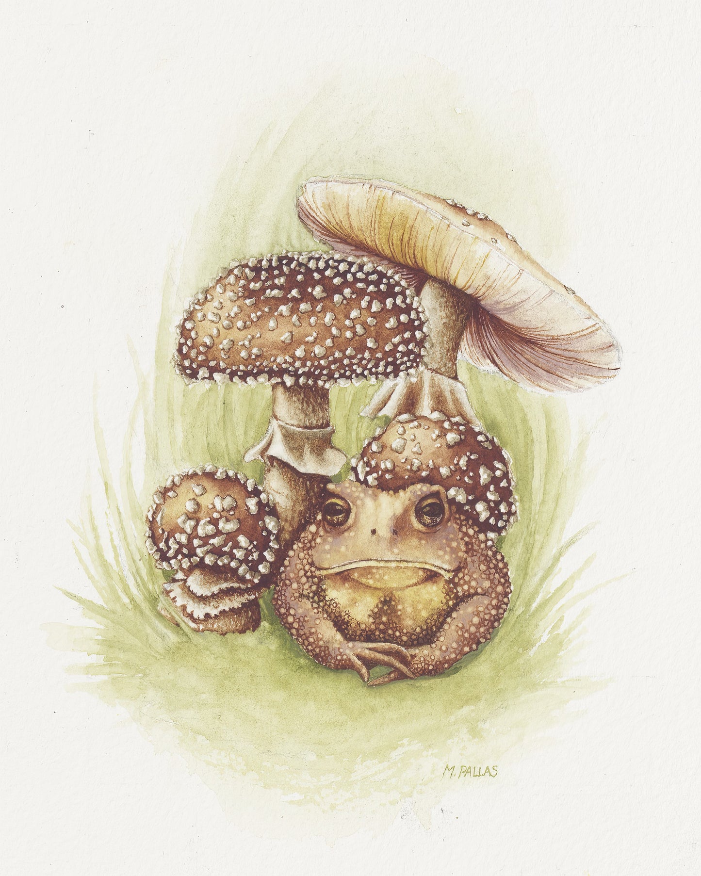 Print- Amanita pantherina with American Toad